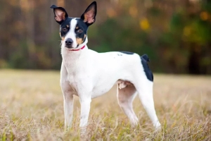 A Brief History of the Rat Terriers Uncovering Their Origin Story